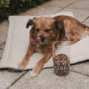 Vorratsglas Hund