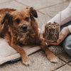 Vorratsglas Hund