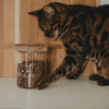 Vorratsglas Katze
