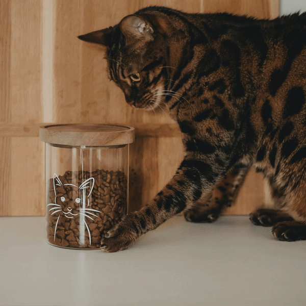 Vorratsglas Katze